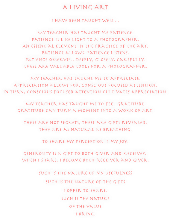 




A Living Art 
I have been taught well…My teacher has taught me patience.Patience is like light to a photographer.An essential element in the practice of the art.Patience allows. Patience listens.Patience observes…deeply, closely, carefully.These are valuable tools for a photographer.My teacher has taught me to appreciate.Appreciation allows for conscious focused attention.in turn, conscious focused attention cultivates appreciation.My teacher has taught me to feel gratitude.Gratitude can turn a moment into a work of art.
These are not secrets, These are gifts revealed.They are as natural as breathing.To share my perception is my joy.Generosity is a gift to both giver and receiver. When I share, I become both receiver and giver.Such is the nature of my usefulnesssuch is the nature of the gifts
I offer to share.Such is the nature
of the value
I bring.